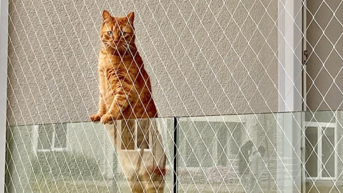 Gato protegido con malla de seguridad en ventana